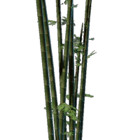 Bamboo Seedling