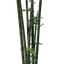 Bamboo Seedling