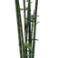 Bamboo Seedling