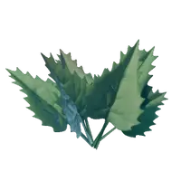 Stinging Nettle