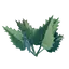 Stinging Nettle