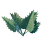 Stinging Nettle