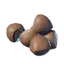 Hazelnut