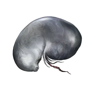 Larval Tear