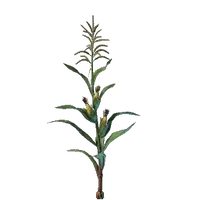 Corn Seedling