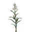Corn Seedling