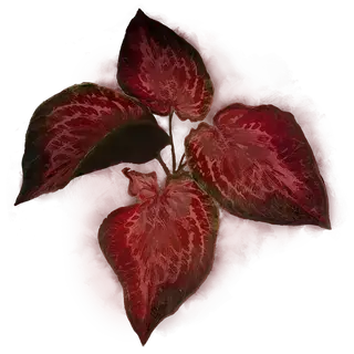 Arteria Leaf
