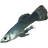 Abecean Longfin