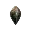 Dragon's Dogma 2 Dragon Scale.webp