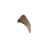 Pointed Fang