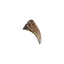 Pointed Fang