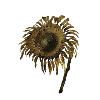 Tarnished Golden Sunflower