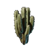 Cactus Seedling