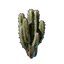 Cactus Seedling