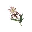 Dragon's Dogma 2 Noonbloom.webp