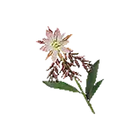 Noonbloom