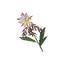 Noonbloom