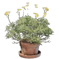 Brittlebush Plant Pot