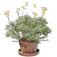 Brittlebush Plant Pot