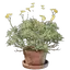 Brittlebush Plant Pot