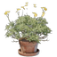 Brittlebush Plant Pot