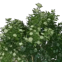 Butterfly Bloom Seedling