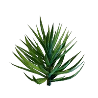 Yucca Palm Seedling