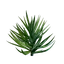 Yucca Palm Seedling