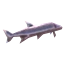 Tetra