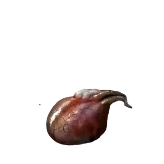 Scorpion Liver
