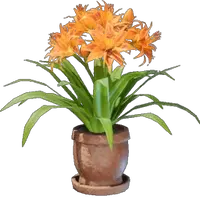 Daylily Plant Pot
