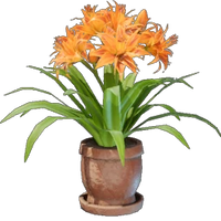 Daylily Plant Pot