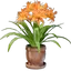 Daylily Plant Pot