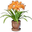 Daylily Plant Pot