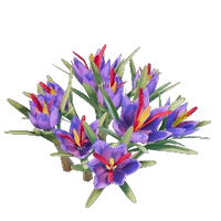 Saffron Seedling