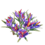 Saffron Seedling