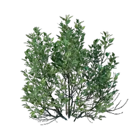 Shrub Seedling