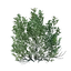Shrub Seedling