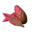 Bloomheart Fruit