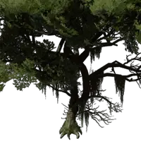 Laurel Tree Seedling
