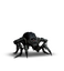 Arachnomorph