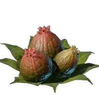 Algae Buds