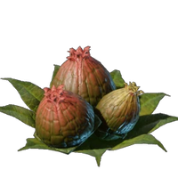 Algae Buds