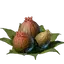 Algae Buds