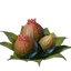 Algae Buds
