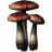 Fly Amanita