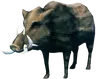 Boar
