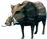 Boar