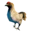 Hen