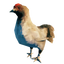 Hen